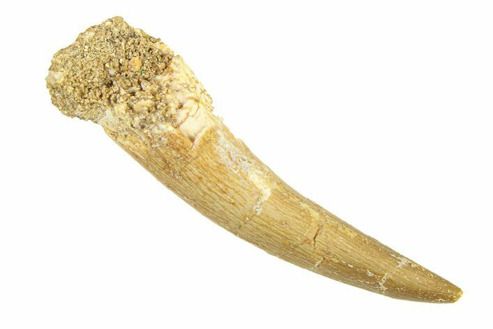 Fossil Plesiosaur (Zarafasaura) Tooth - Morocco #293233